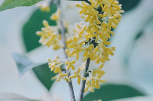 園藝APP軟件開發有什么優點？