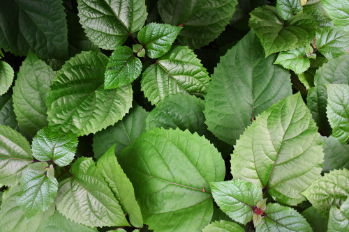 深圳小程序開發