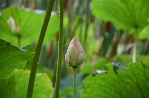 北京軟件開發的使用準則