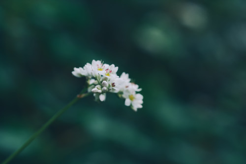 昆山小程序開發