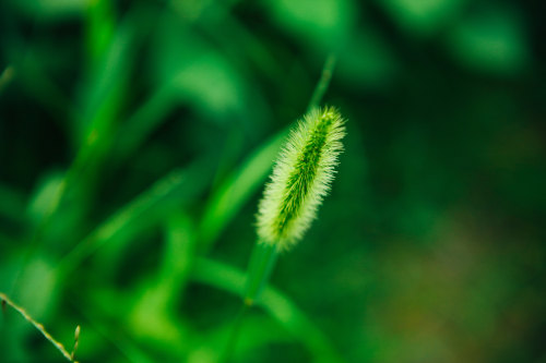 小程序開發