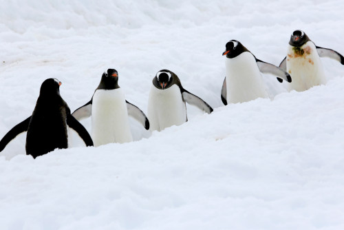 按摩app軟件開發