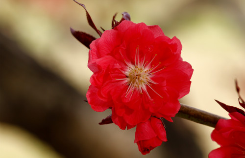 天津小程序開發