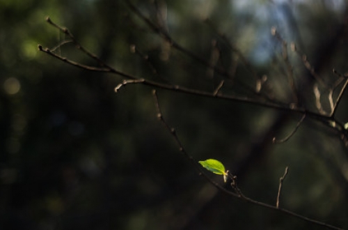 如何判別軟件開發公司？