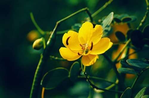 哪些因素與軟件開發價格有關？