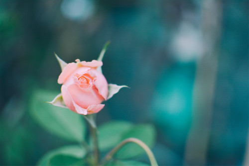 自助洗車app開發