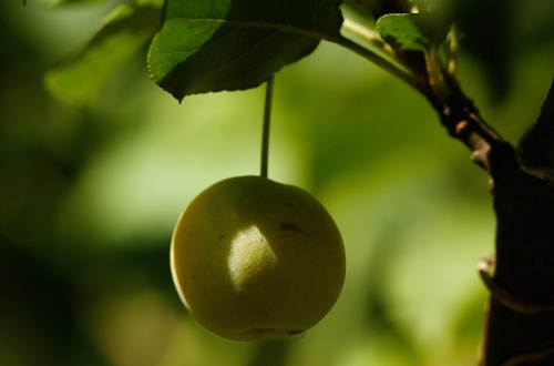 傳統行業轉型為什么選擇app軟件開發？