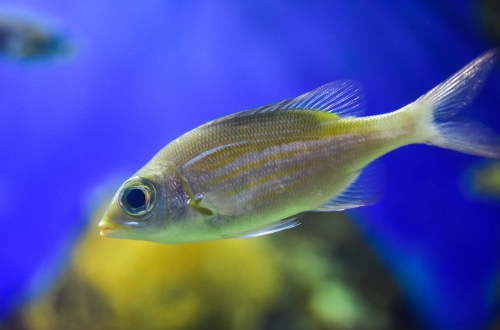 社交軟件開發費用和周期詳細介紹