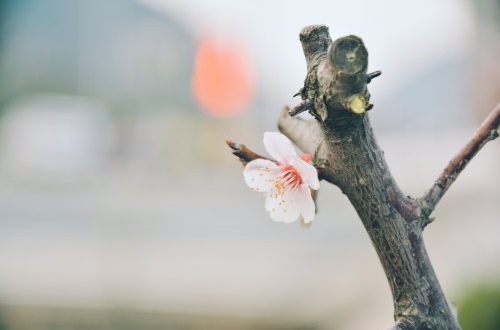 如何找到專業的軟件開發公司？