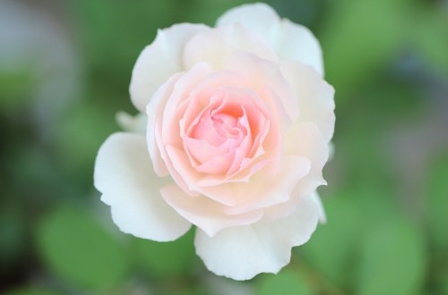 婚慶app軟件開發的特點介紹