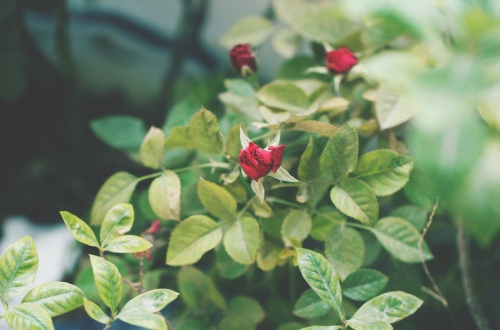 選擇app軟件開發對企業有何益處？